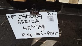 U hranic s Polskem se včera strhlo šílenství: Jahody za hubičku, 45 korun za kilo!