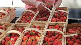 U hranic s Polskem se včera strhlo šílenství: Jahody za hubičku, 45 korun za kilo!