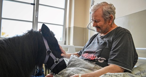 Hipoterepii s poníkem zkoušejí v Nemocnici Agel v Českém Těšíně. Klisnička Sofie měla u pacientů velký ohlas.