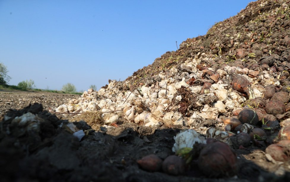 Na pole za město Slaný někdo vyházel stovky kilogramů česneku a cibule. Česnek potom zmizel.