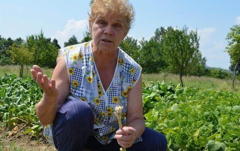 „Jen se podívejte, vždyť ten česnek nebyl ještě vůbec dozrálý,“ říká nešťastně Jiřina Koníčková.