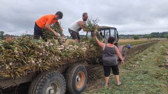 Soumrak zemědělců. Počet těch plně zaměstnaných klesl za dvě dekády o více než 45 procent