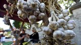 Sucho ničí úrodu českého česneku: Bude ho jen polovina a zdraží