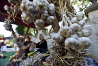 Sucho ničí úrodu českého česneku: Bude ho jen polovina a zdraží