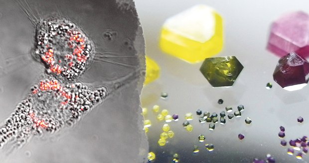 Nanodiamanty sledují dění v zhoubných buňkách