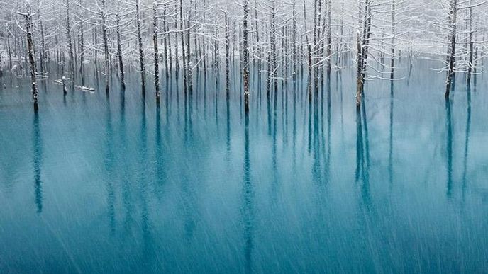 Čestné uznání v kategorii Příroda:  Snímek „Modrý rybník“ v japonském městě Biei od Kenta Shiraishiho.