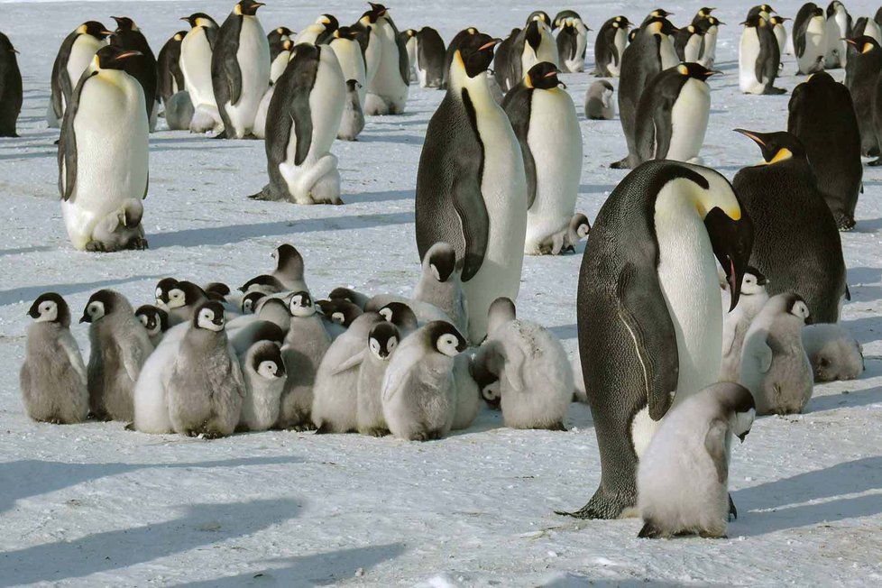 Tučňáků radikálně ubývá