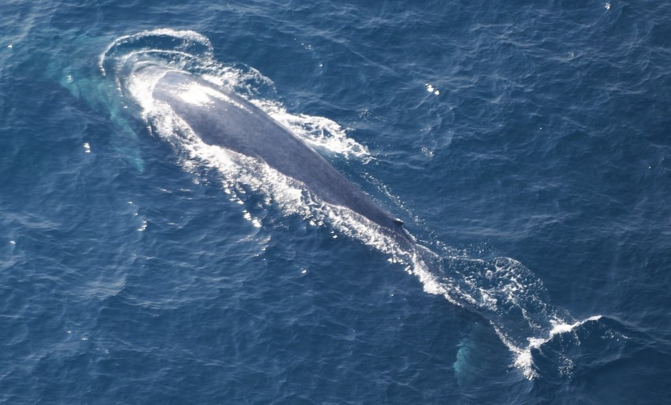 Velryby na Srí Lance