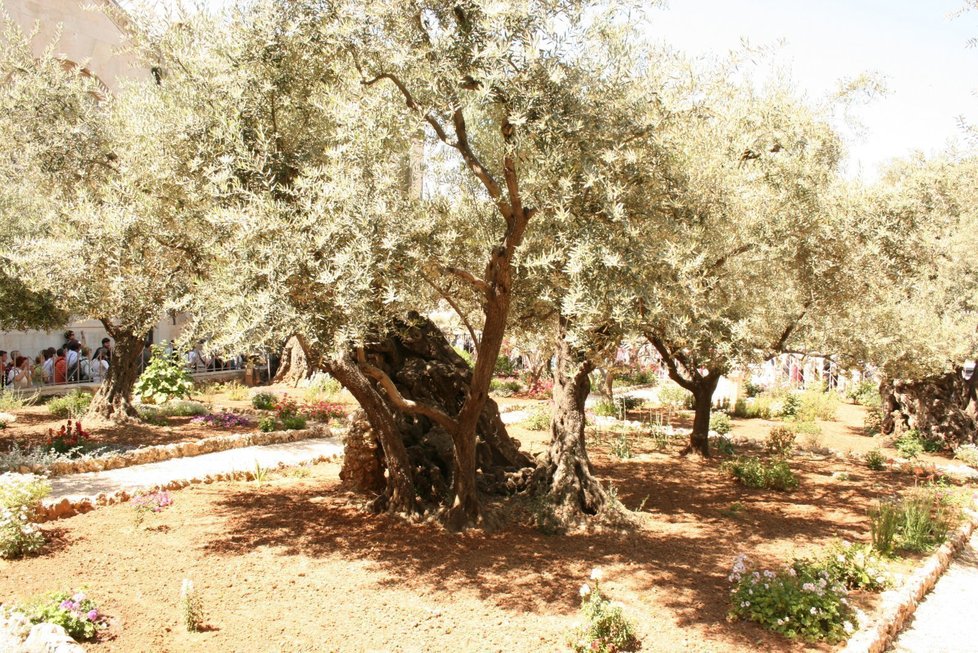 Olivovníky v Getsemanské zahradě jsou bezmála 2 000 let staré, podle legendy pod nimi strávil Ježíš Kristus svou poslední noc na svobodě.