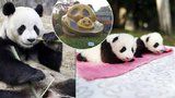 Nejrozkošnější místo světa: Tady se rodí pandy! Blesk se jim koukl do pelechu