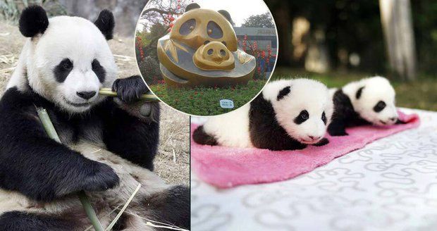 Nejrozkošnější místo světa: Tady se rodí pandy! Blesk se jim koukl do pelechu