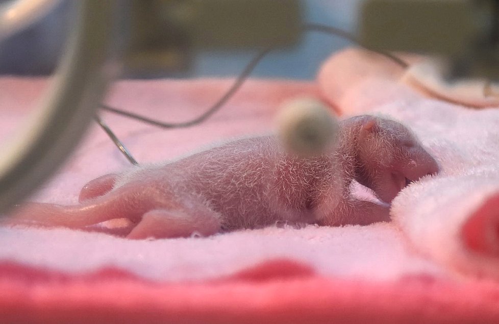 Pandí miminko v Čcheng-tu