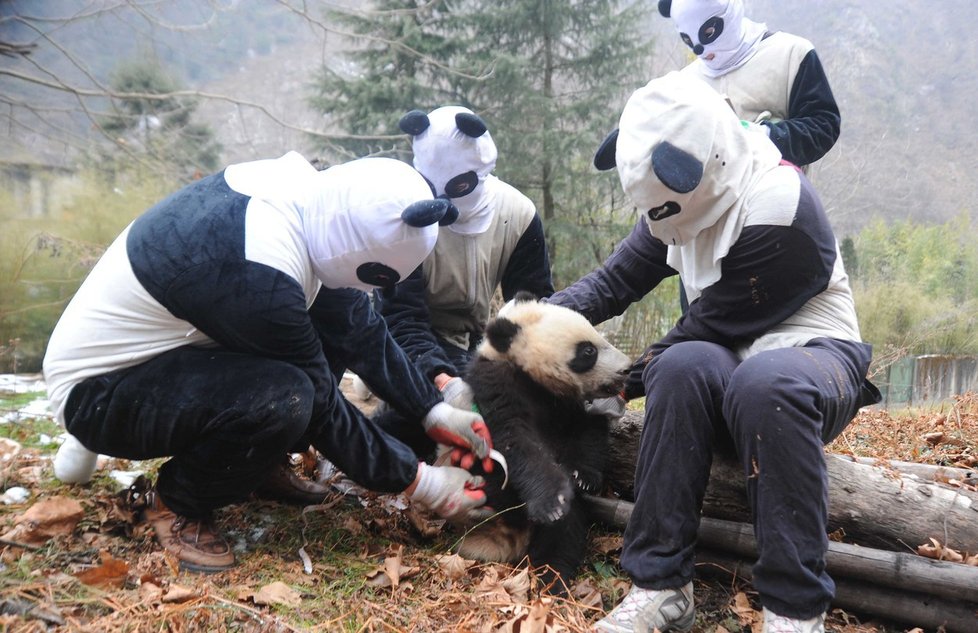 Takhle se pandy vyšetřují, aby to pro ně nebylo stresující.