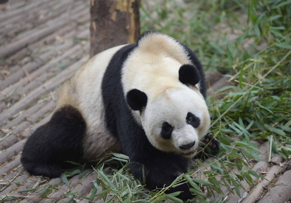 Pandí stanice v Čcheng-tu