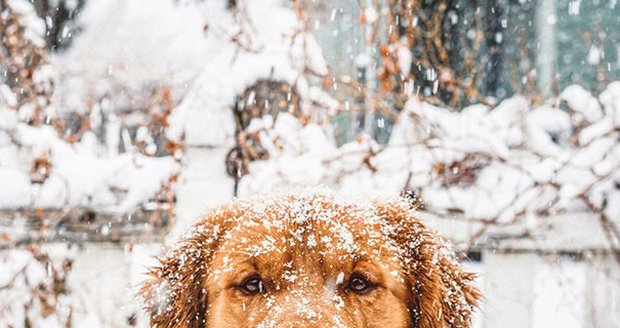 Aspenovi nevadí mráz ani sníh.