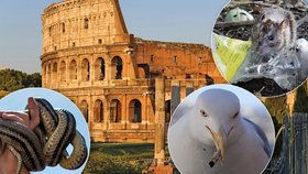 Italský Řím v obležení: Útočí na něj armáda divočáků, racků a hadů!