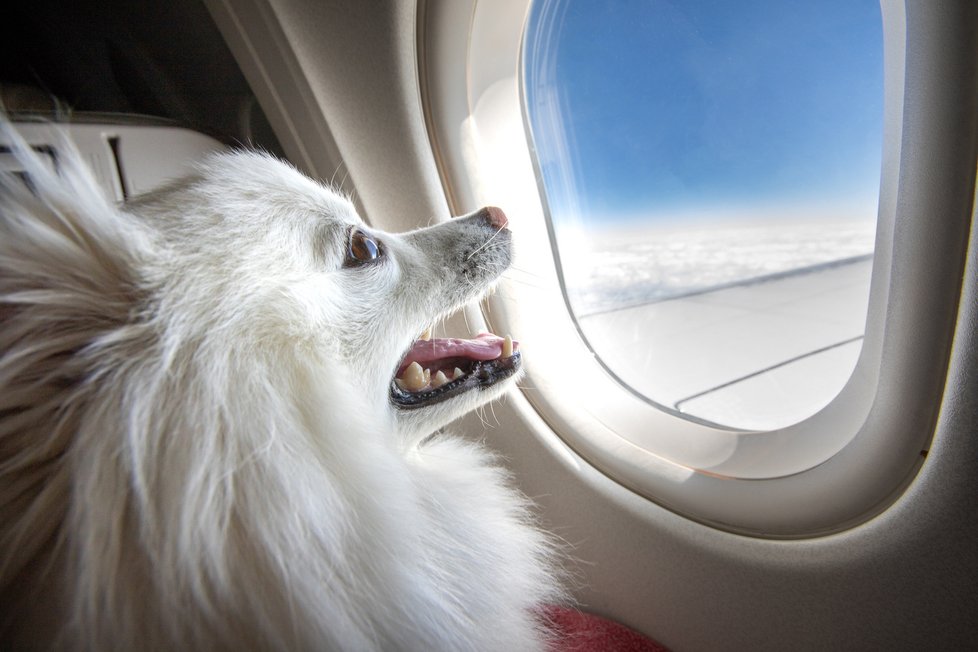 Cestování se psem v letadle má přísná pravidla