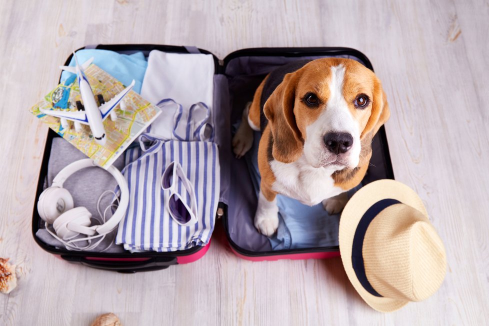 Cestování se psem v letadle má přísná pravidla