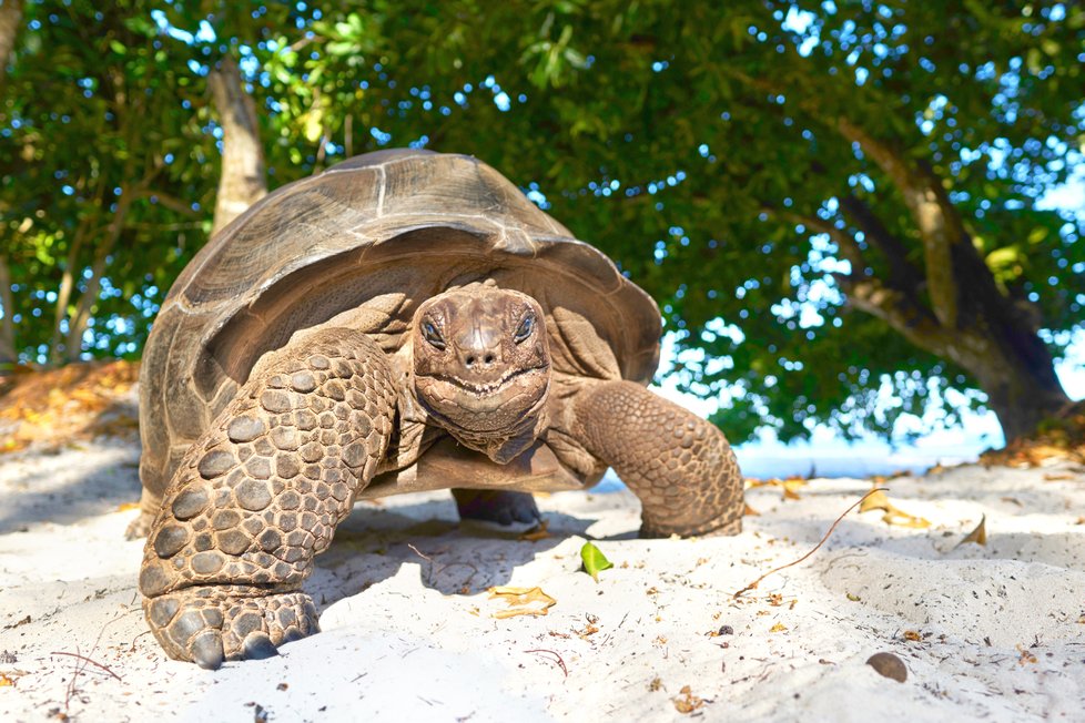 Seychelská želva.