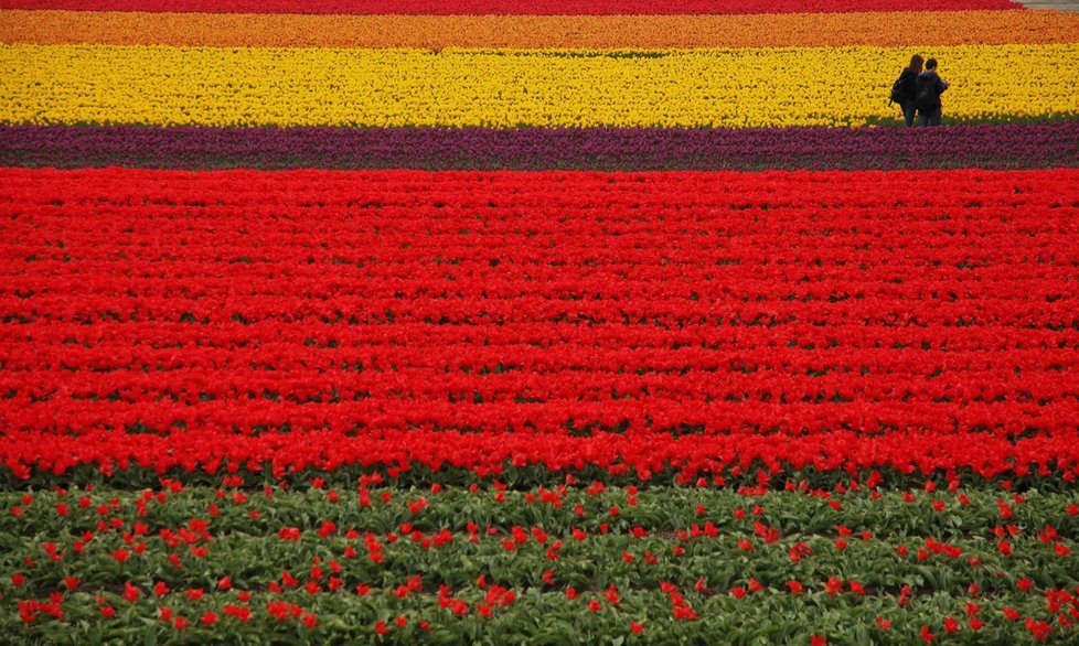 Nizozemský Keukenhof je přezdívaný zahradou Evropy.