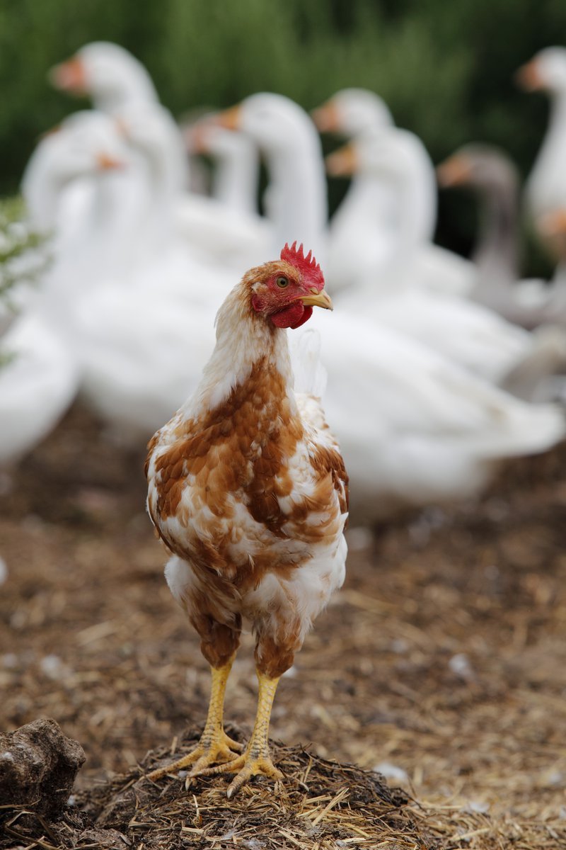 Slepice si na farmě užívají volného života