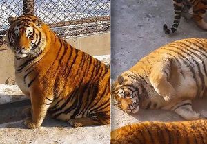 Vyžraní sibiřští tygři v čínské zoo