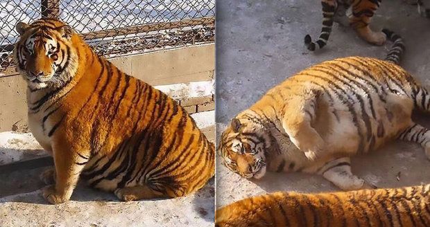 Vyžraní tygři z čínské zoo baví svět: Vypadají jako pruhované koule!