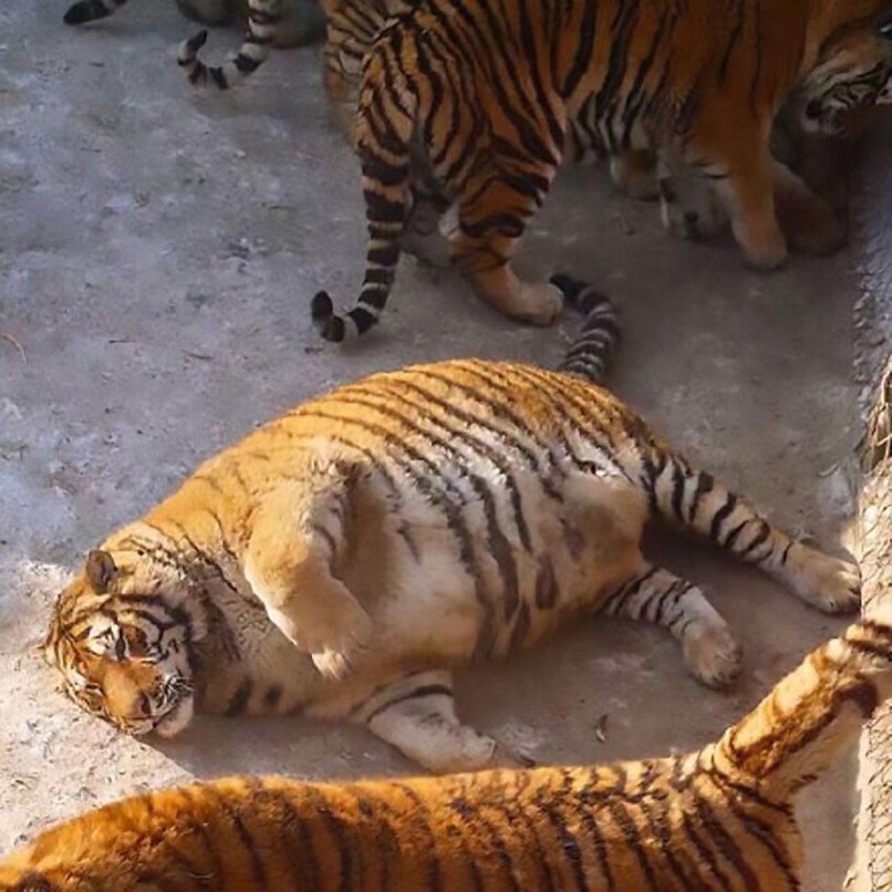 Vyžraní sibiřští tygři v čínské zoo