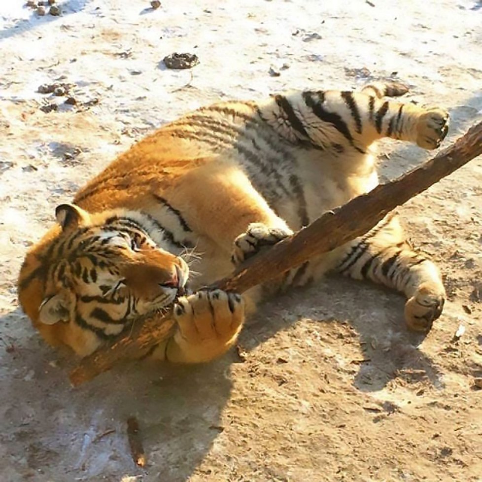 Vyžraní sibiřští tygři v čínské zoo