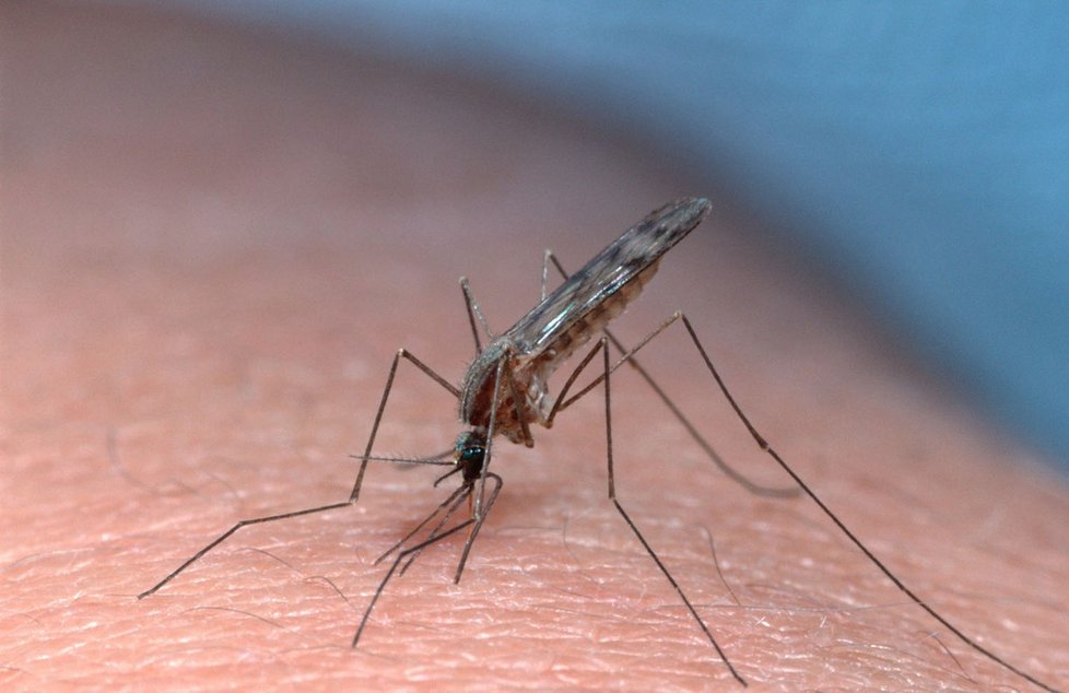 Komáři ohrožují i vaše domácí mazlíčky.