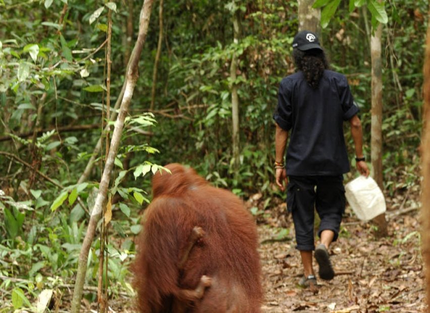 Orangutan Foundation Borneo