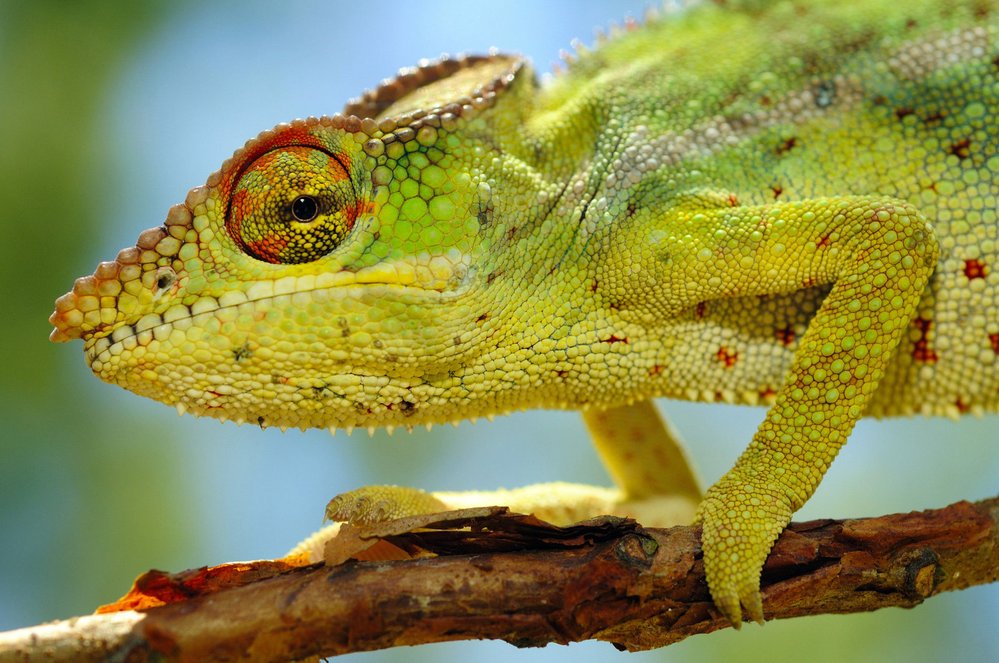 Až půl metru dlouhý chameleon pardálí se sice na ostrov Réunion dostal s lidmi,přesto patří do seznamu místních chráněných živočichů.