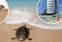 Cestovky lákají turisty na malé zálohy. Čechy vábí exotika a zimní zájezdy kupují už teď