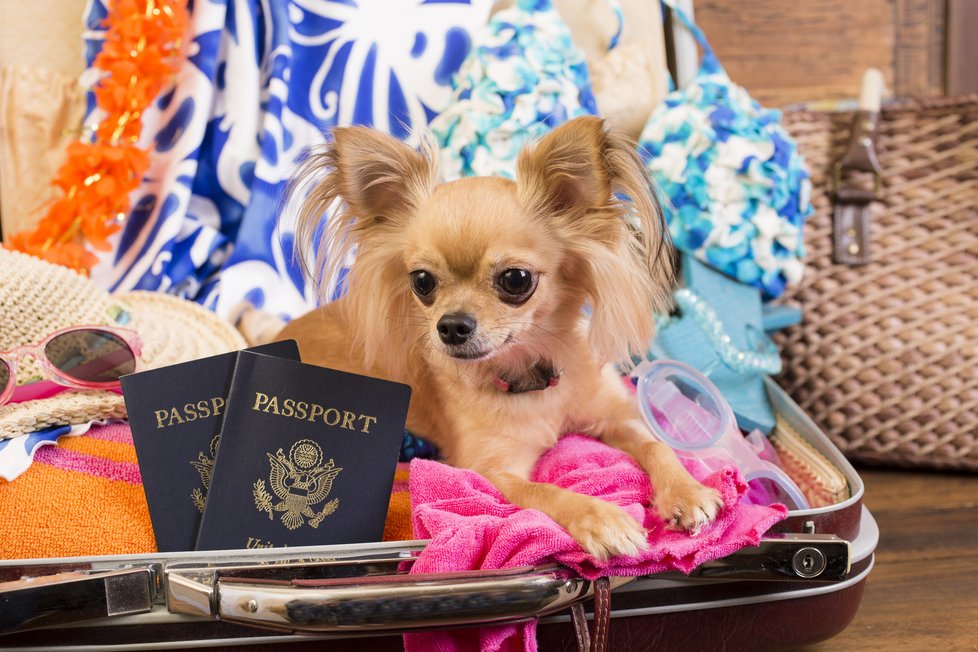 Cestovní pas pro psa je mezi povinnou výbavou na cestu do zahraničí s vaším mazlíčkem