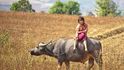 Dívka jezdící do školy na býkovi - Myanmar