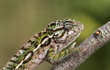 Chameleoni kobercoví v Zooparku Zájezd: Mláďata se klubou na svět!