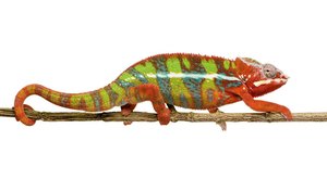 Chameleoni: když barvy promluví