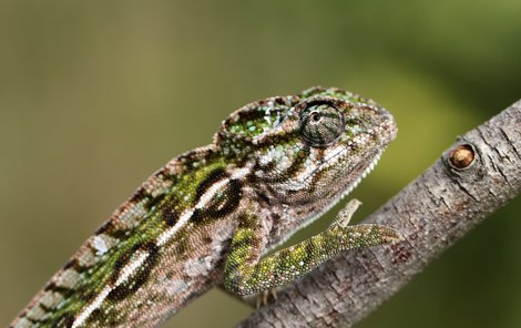 Dospělý chameleon kobercový.