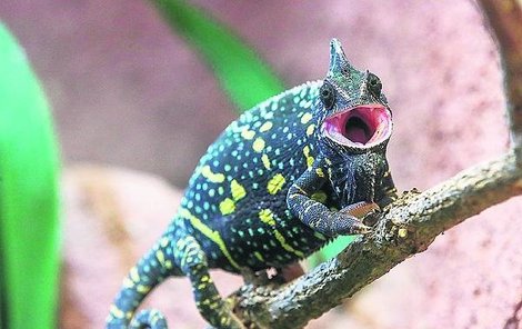 Samička chameleona jemenského svým temným zbarvením zastrašuje svůj obraz v čočce fotoaparátu.