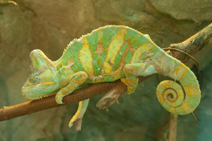 Chameleon, ilustrační foto