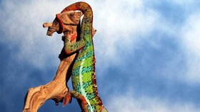 Chameleoní kořistí jsou většinou různé druhy hmyzu.