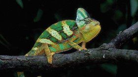 Chameleón umí změnit barvu během okamžiku.
