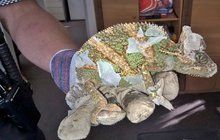 Vyděšená žena v Opavě: Do ložnice za ní vlezl chameleon!