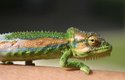 V současné době vědci rozlišují 202 druhů chameleonů