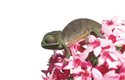 Lesní druh chameleon natalský (Bradypodion thamnobates) vytváří ve dvou odlišných typech lesa dvě tvarové formy