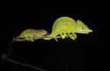 Samci chameleonů rodu Furcifer mají na čenichu nápadný výrůstek, ten se liší druh od druhu
