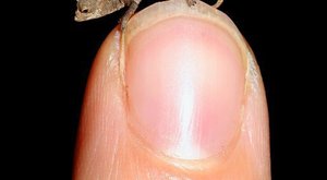 Nový objev: Mini chameleón z Madagaskaru měří jen pár desítek milimetrů
