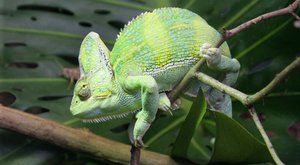 Pestřejší vyhrává: Souboj barev chameleoních samců