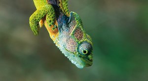 Trpasličí chameleoni: Jak funguje přírodní výběr