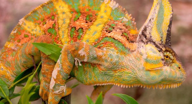 Chameleóni používají válečné barvy